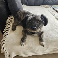 REMUS - er sucht eine neue Familie, Hund zur Adoption