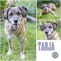 TARJA -Verschmuste, treue Hundeseele-, Hündin zur Adoption