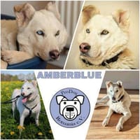 AMBERBLUE -freundlich & unkompliziert-, Hündin zur Adoption