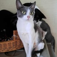 POLLINA - freundlich und aufgeschlossen, Katze zur Adoption