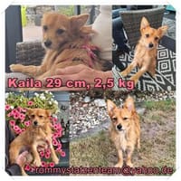 Kalia lernt schnell und möchte gefallen, Hündin zur Adoption