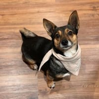 Amira hat ihren eigenen Charakter, Hündin zur Adoption