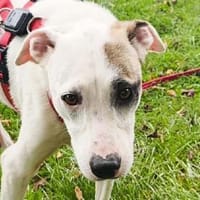 FREDERIK-hübscher,netter Rüde,50 cm, Hund zur Adoption