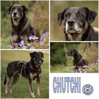 CHUTCHI -liebe, sanfte Hündin-, Hündin zur Adoption