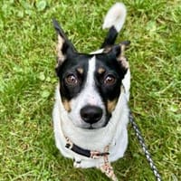 Snoopy ist ein verschmustes Zwergerl, Hund zur Adoption