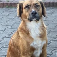 Tony Pongo - Neustart gesucht!, Hund zur Adoption