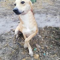 Leonie, auf Pflege in Halle/Westfalen, Hündin zur Adoption