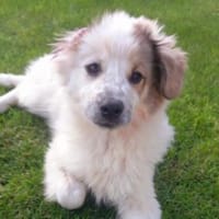 Juki - Achtung: Knutschkugel-Alarm!, Hund zur Adoption
