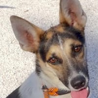 Myrsini (zur Pflege in 24214 Lindau), Hündin zur Adoption