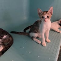 TROUVETTE, chatte à adopter