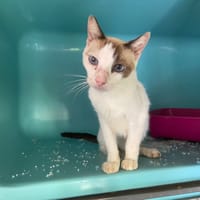 BODY, chatte à adopter