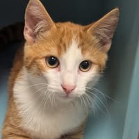 MATATA, chat à adopter