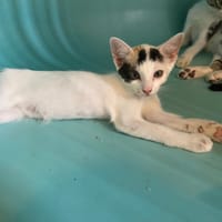 SPICY, chatte à adopter