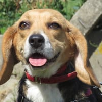POPPY, chienne à adopter