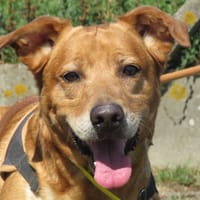 SONIC, chien à adopter