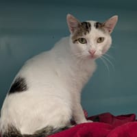 VOLTAIRE, chat à adopter