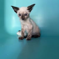 LAGACHETTE, chatte à adopter