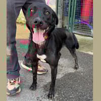 LAYA HAA24437, chienne à adopter