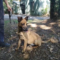TINA, chienne à adopter