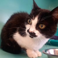 CHOCAPIC QCT, chatte à adopter