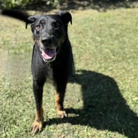 Oslo CAA13975, chien à adopter