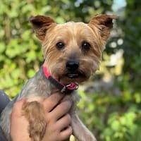 Socks CAA13973, chien à adopter