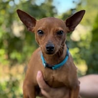 Papichulo CAA13972, chien à adopter