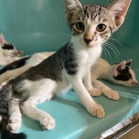TIGROU, chat à adopter