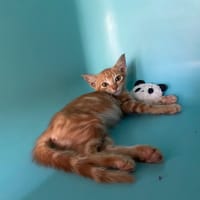 LARASCASSE, chat à adopter