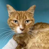 TASH, chat à adopter
