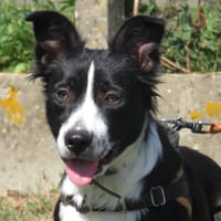 SHIRA, chienne à adopter