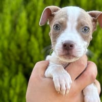 Wendy CAA13968, chienne à adopter