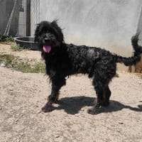 Touch, chien à adopter