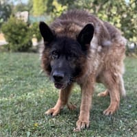 Ramzy CAA13971, chien à adopter