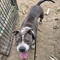 Atyla, chienne à adopter