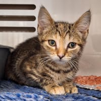 THEA, chatte à adopter