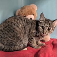 SALMA, chatte à adopter