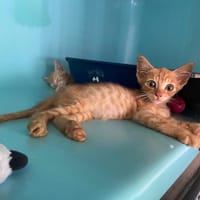 LAMENACE, chat à adopter