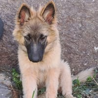 KINOOK, chienne à adopter