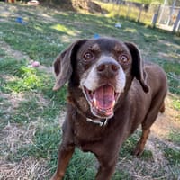 RICO, chien à adopter