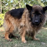 Eric CAA13970, chien à adopter