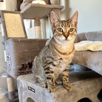 JERRY (et Ben), chat à adopter