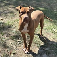 Mia CAA13969, chienne à adopter