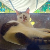GIPSY, chatte à adopter