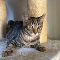 BEN (et Jerry), chat à adopter