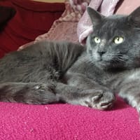ROMEO PAB26666, chat à adopter