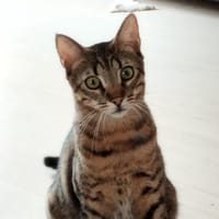 ZIGGY PAB27779, chat à adopter