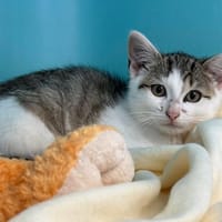FLOKY, chat à adopter