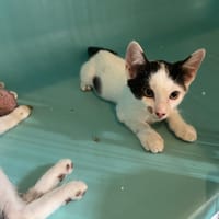 WINNI, chat à adopter