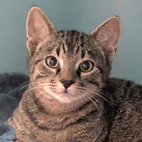 HAKUNA, chat à adopter